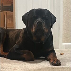 ᖇOTTᗯᗴIᒪᗴᖇ ᗩᑕTIOᑎ ᖴIᘜᑌᖇᗴ